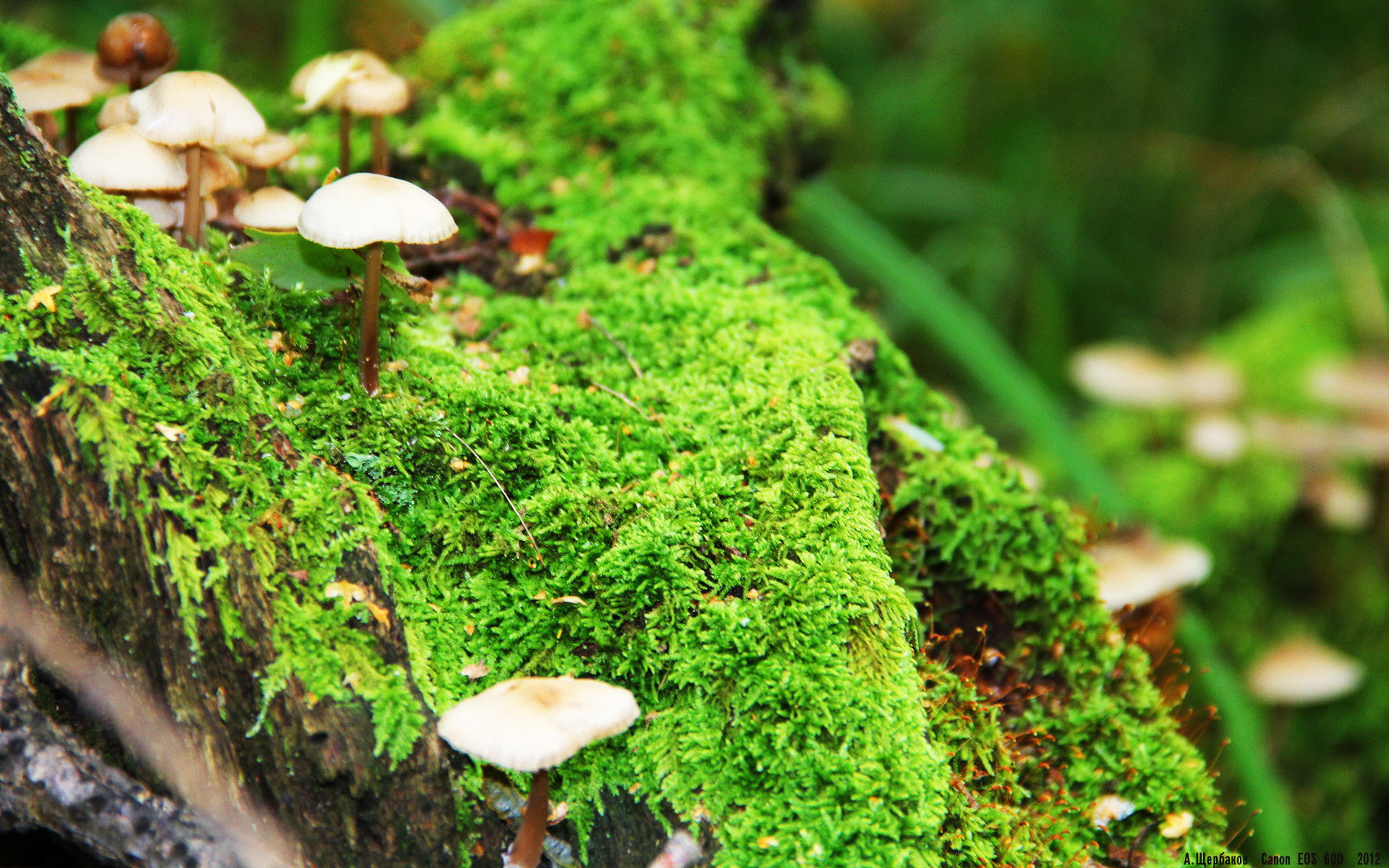 碾压者与逆袭者，当姆巴佩完成里程碑，雷恩一波带走曼联