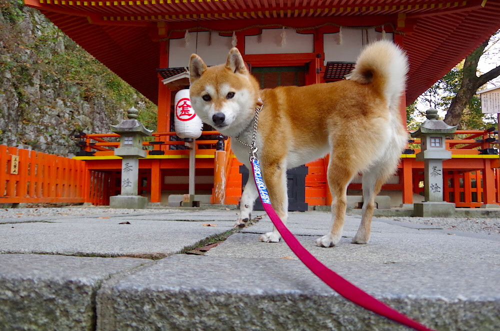 防线崩塌！金玟哉遭遇噩梦之夜，德甲争冠悬念再生
