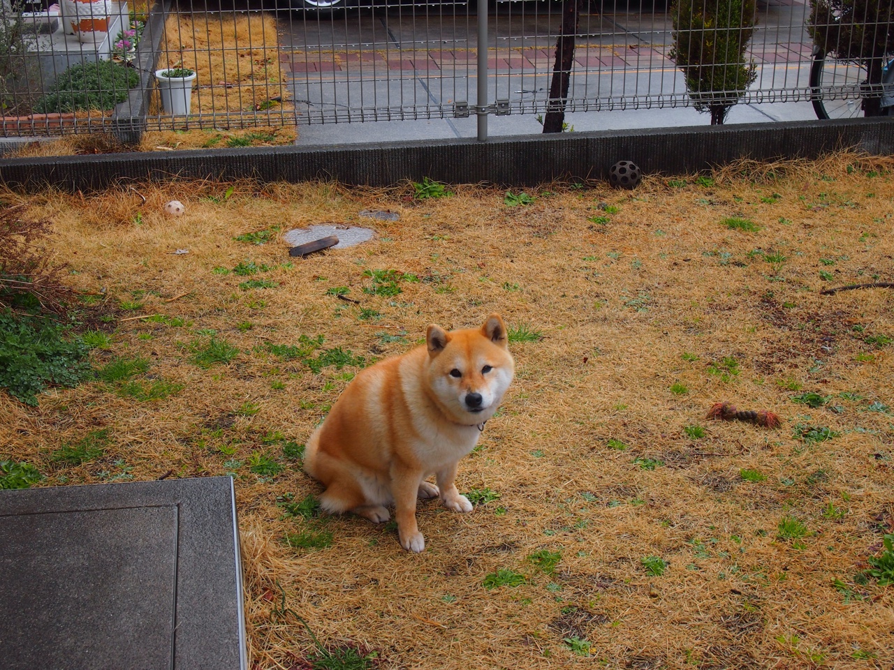 乔治斩获赛季新高40分！篮网客场力擒黄蜂