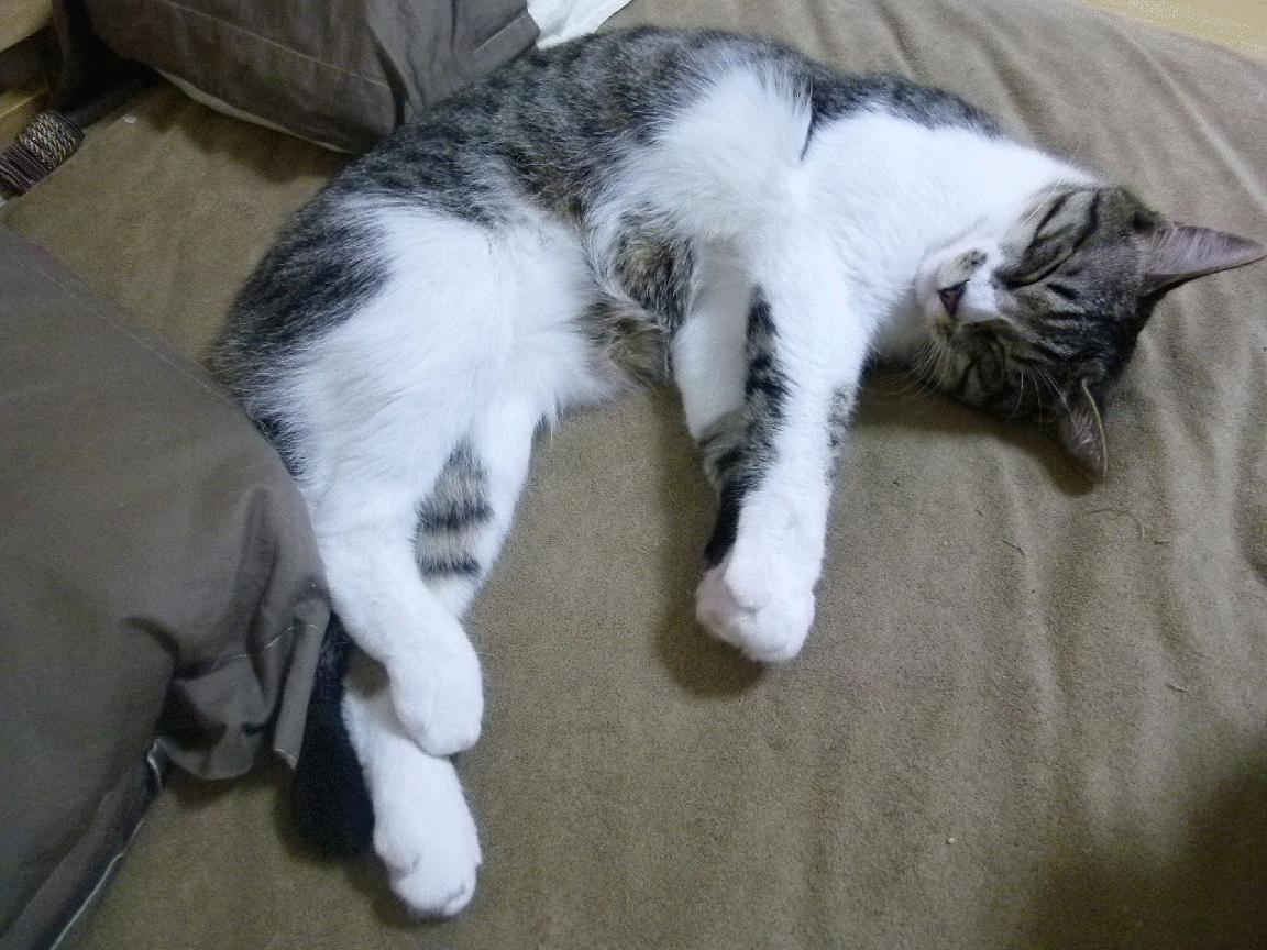 辽宁队VS掘金，布克的手术刀撕裂防线，个人能力闪耀全场