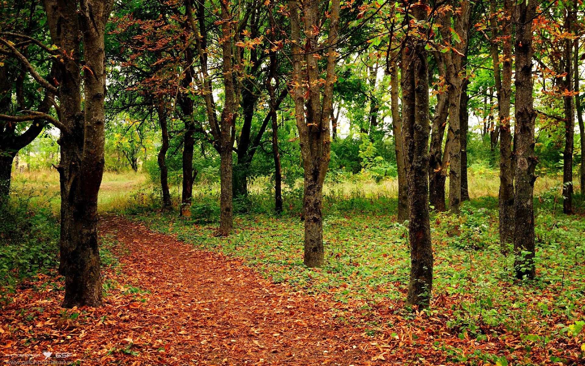 横跨太平洋的逆袭，武切维奇如何在年度焦点战中只手撕裂独行侠