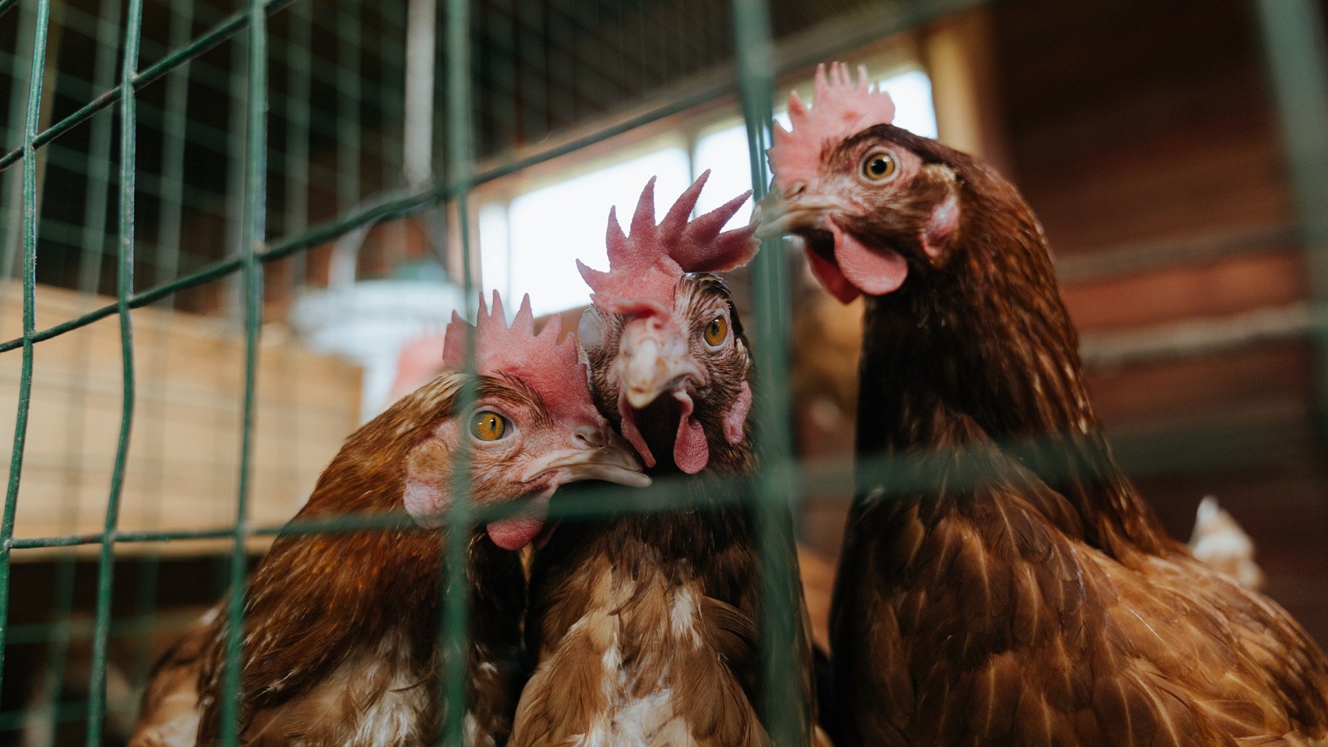 基耶萨如闪电撕裂雨林防线！乌克兰2-1力克哥伦比亚