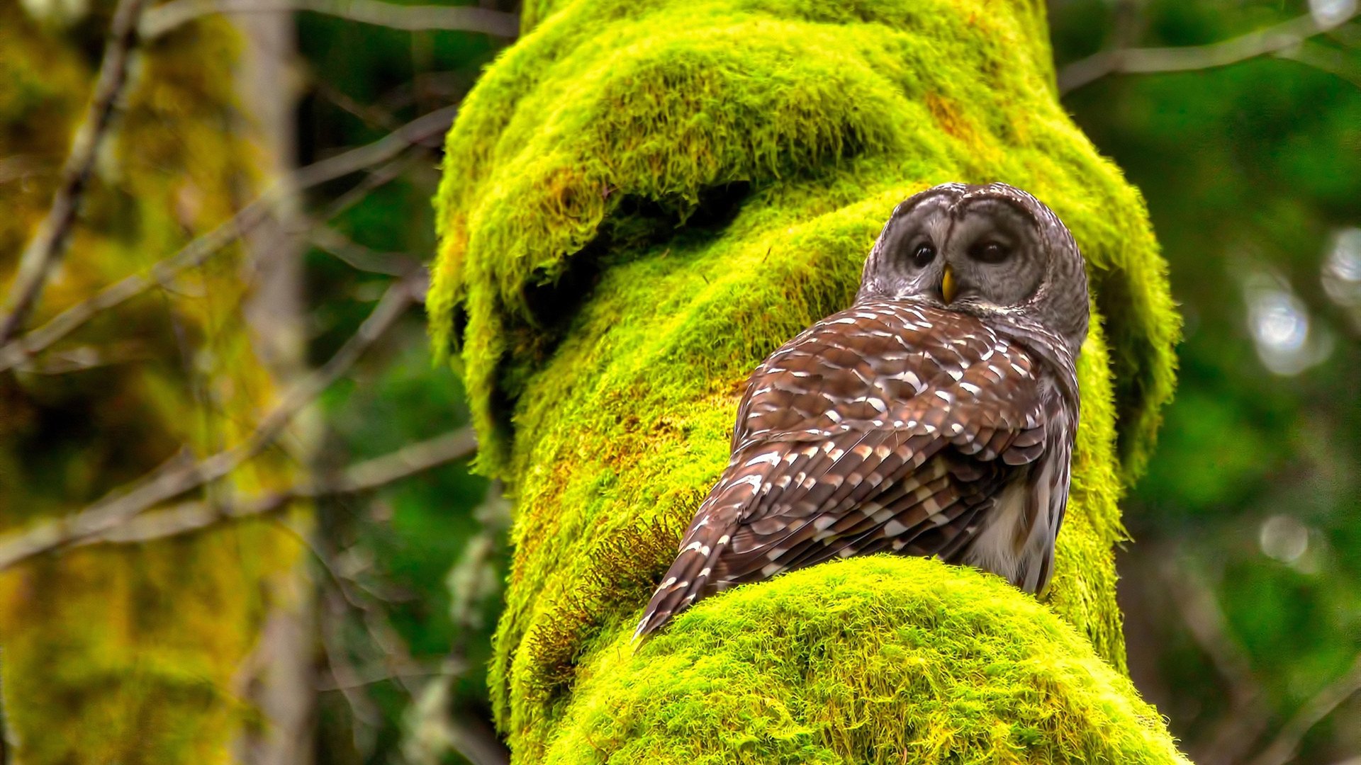 开云体育下载-摩纳哥利刃切开潘帕斯防线，德里赫特用实力书写后防统治新篇章