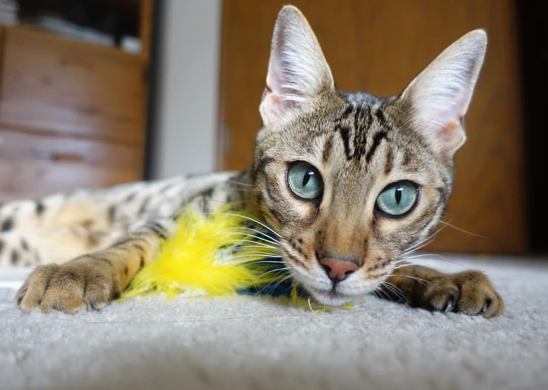 开云体育APP下载-铁幕后的闪电，布鲁诺爆发与非洲雄狮对克罗地亚的战术收割