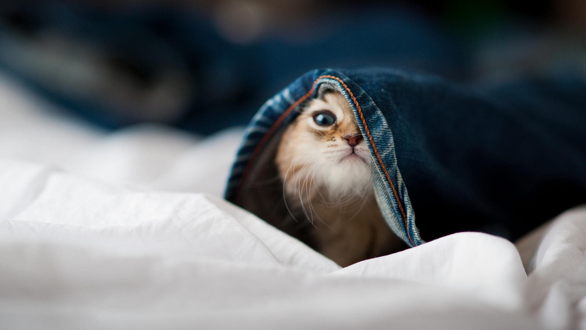 开云APP-惊天逆转！班凯罗末节狂飙35分助太阳单节拉开新疆队