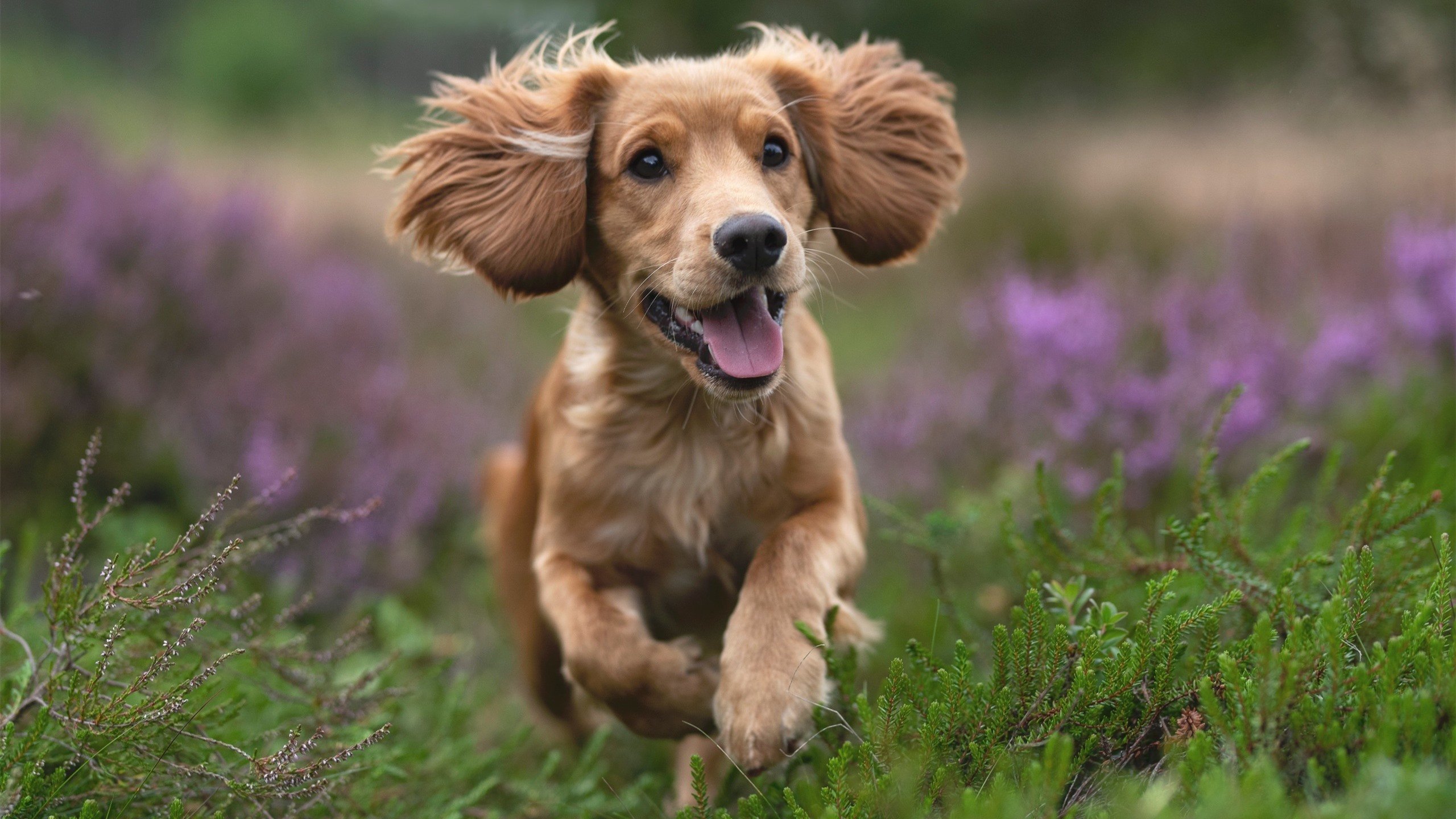 奥运周期视角下的世纪翻盘，骑士逆转勇士的关键战