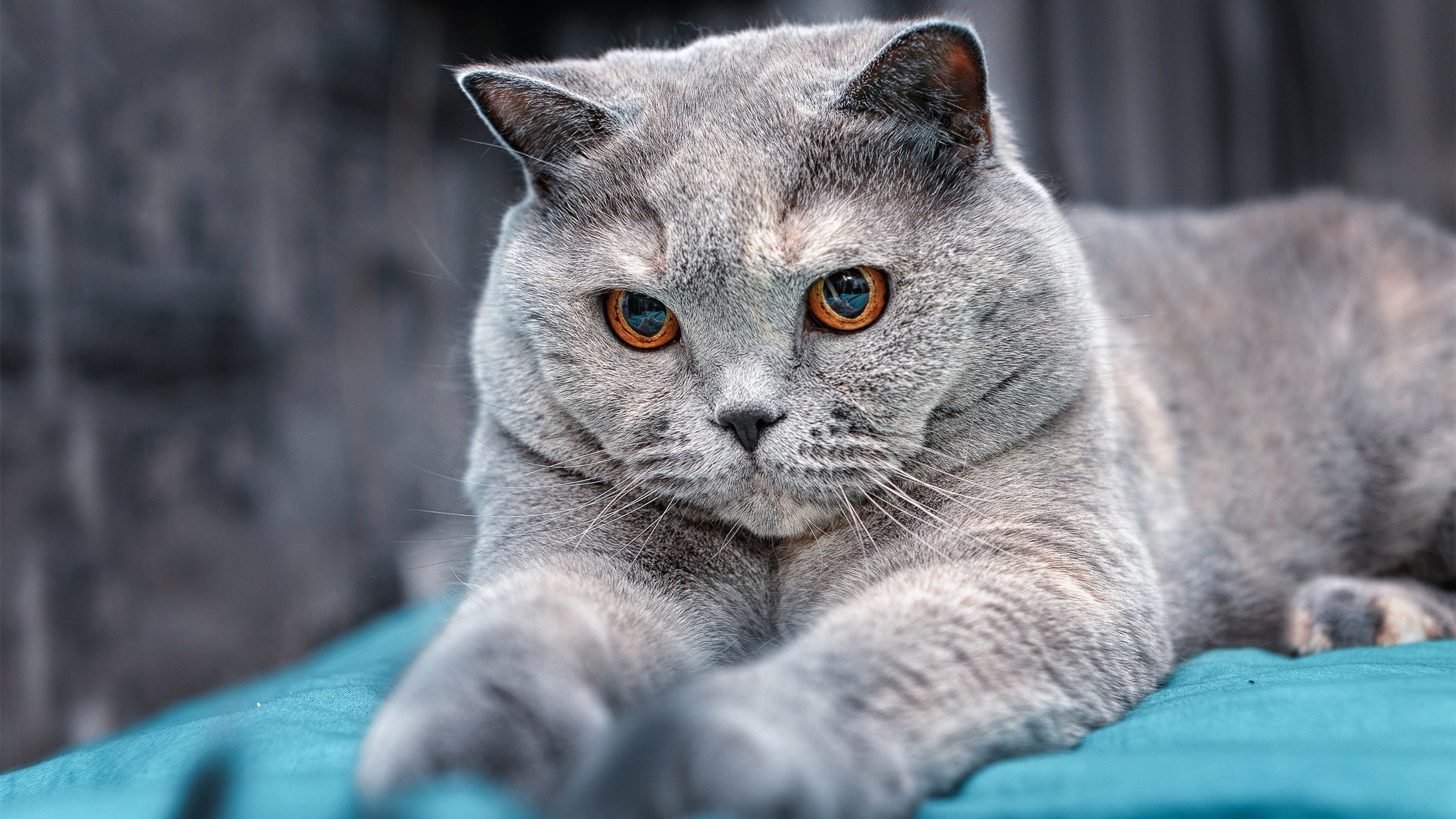 开云体育官网-戈贝尔的2026启示录，当浙江队斩落独行侠成为全球化篮球的冰山一角