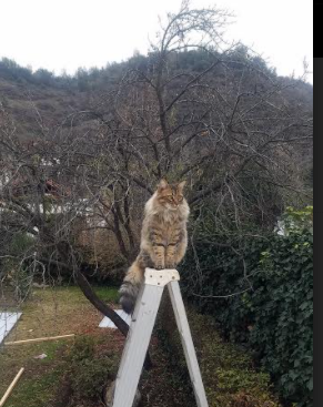 -贝恩关键战不手软，雷霆之击，如何提前终结吉林队悬念？