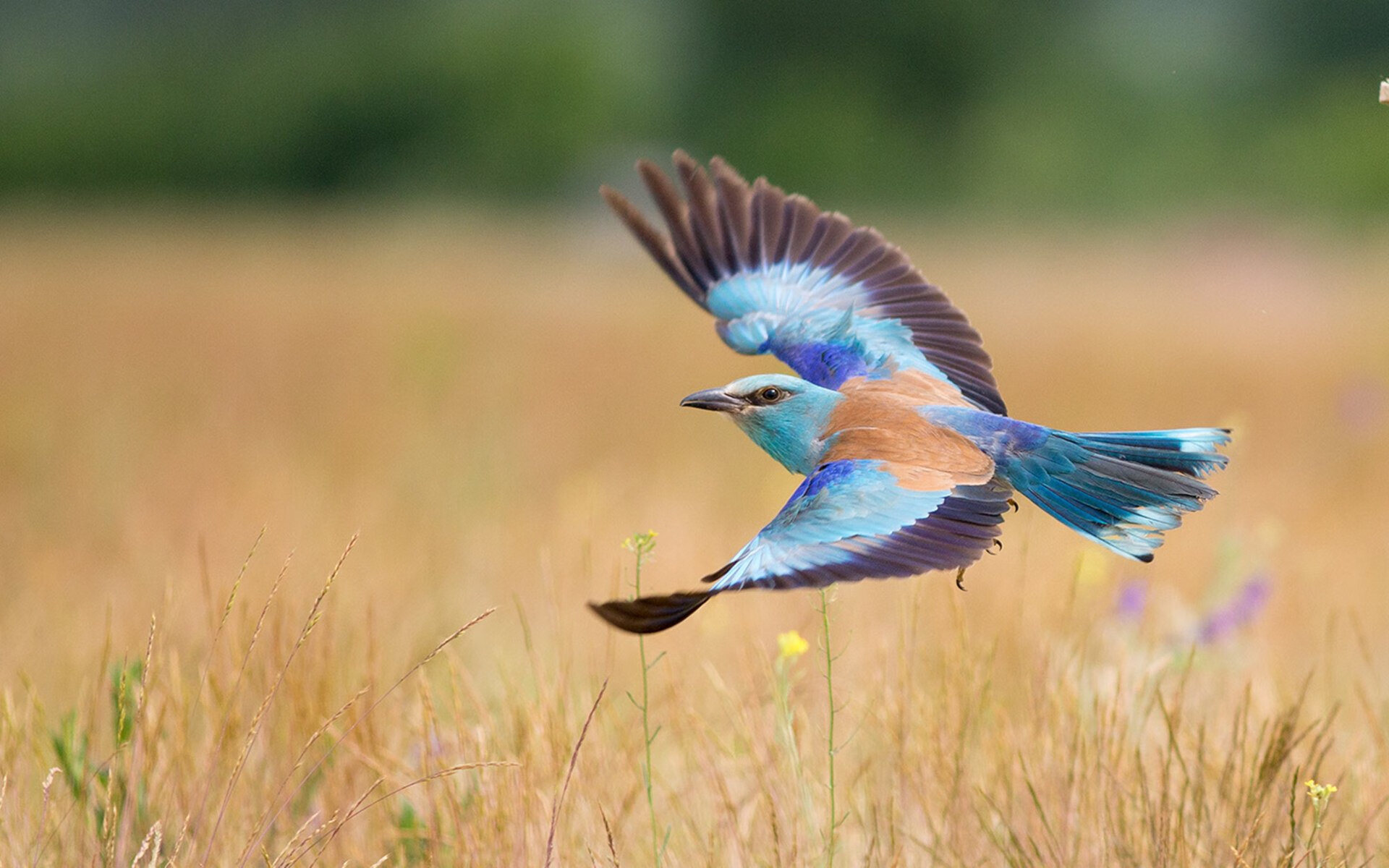 开云体育官网-南美风暴与不列颠瑰宝，当梅西的舞步邂逅贝林厄姆的轰鸣