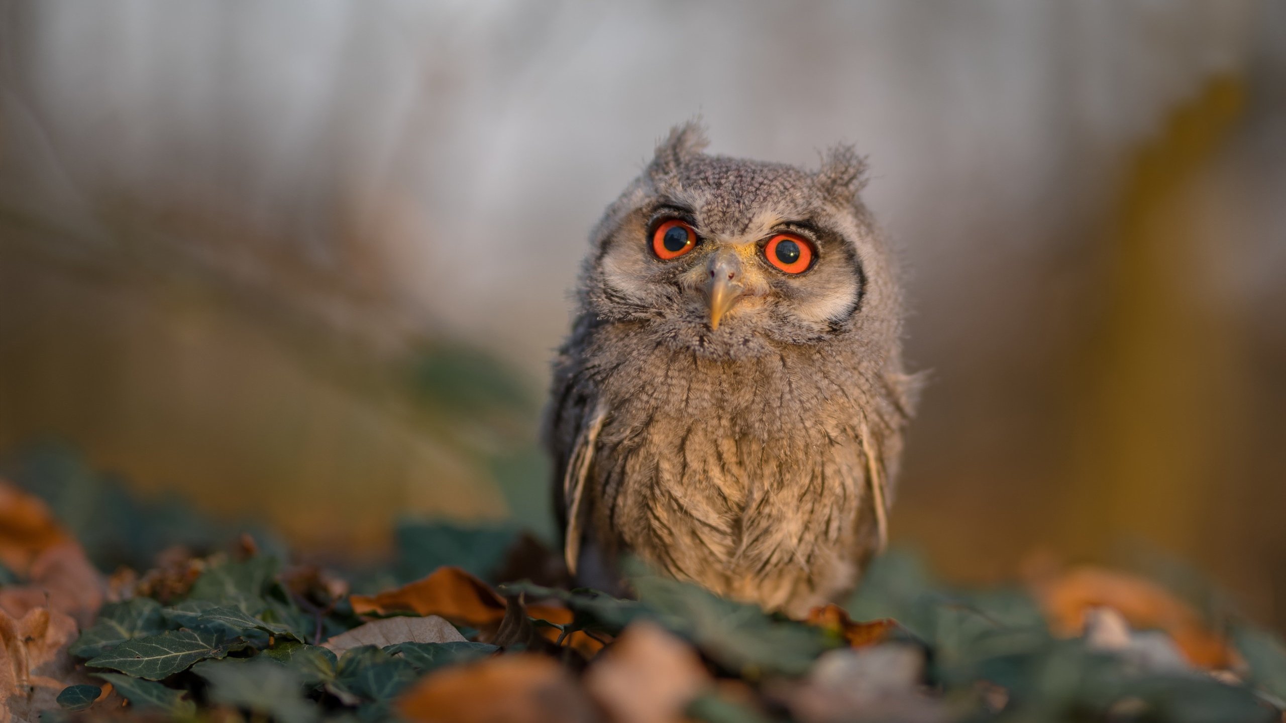 燎原之火，班凯罗如何以个人节奏点燃热火，灼烧凯尔特人的铁血防线