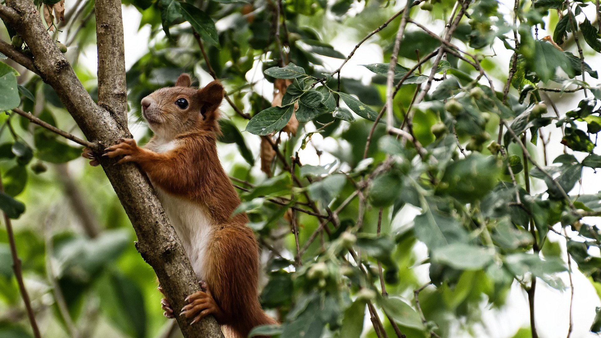 决胜时刻，当魔术血拼吉林，伦纳德接管德甲争冠战
