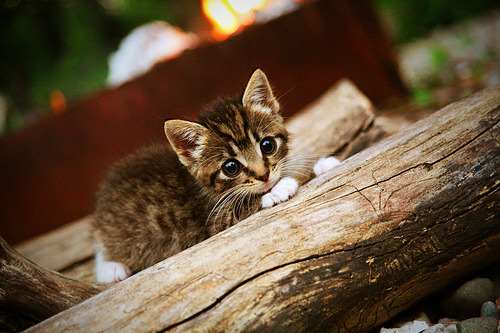 开云体育官方网站-制霸与救赎,相隔万里的赛场,响起同样的英雄回响