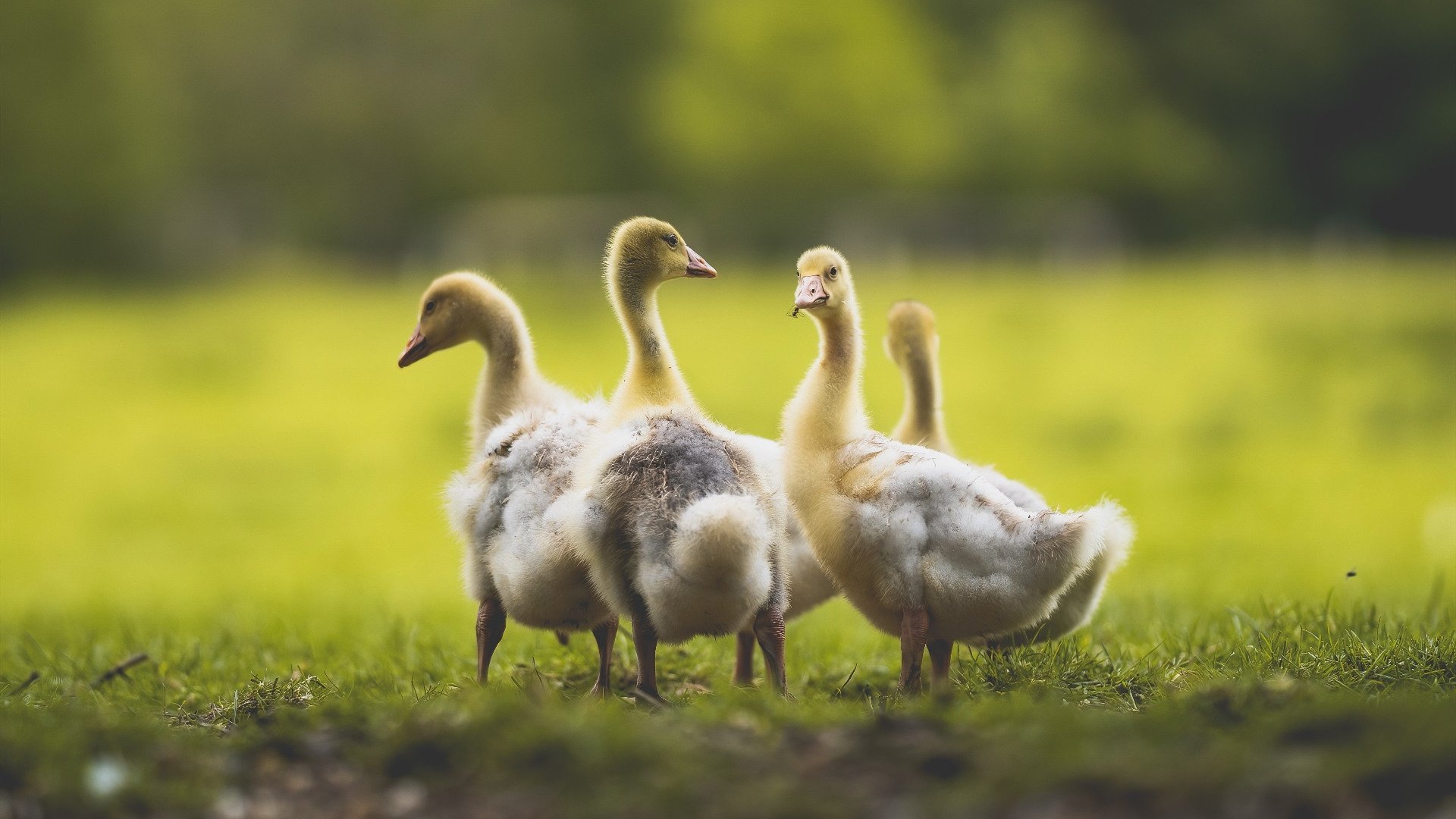绿茵赛场上的超神门将，当摩洛哥对决希腊，库尔图瓦上演现实版稳定输出不掉线