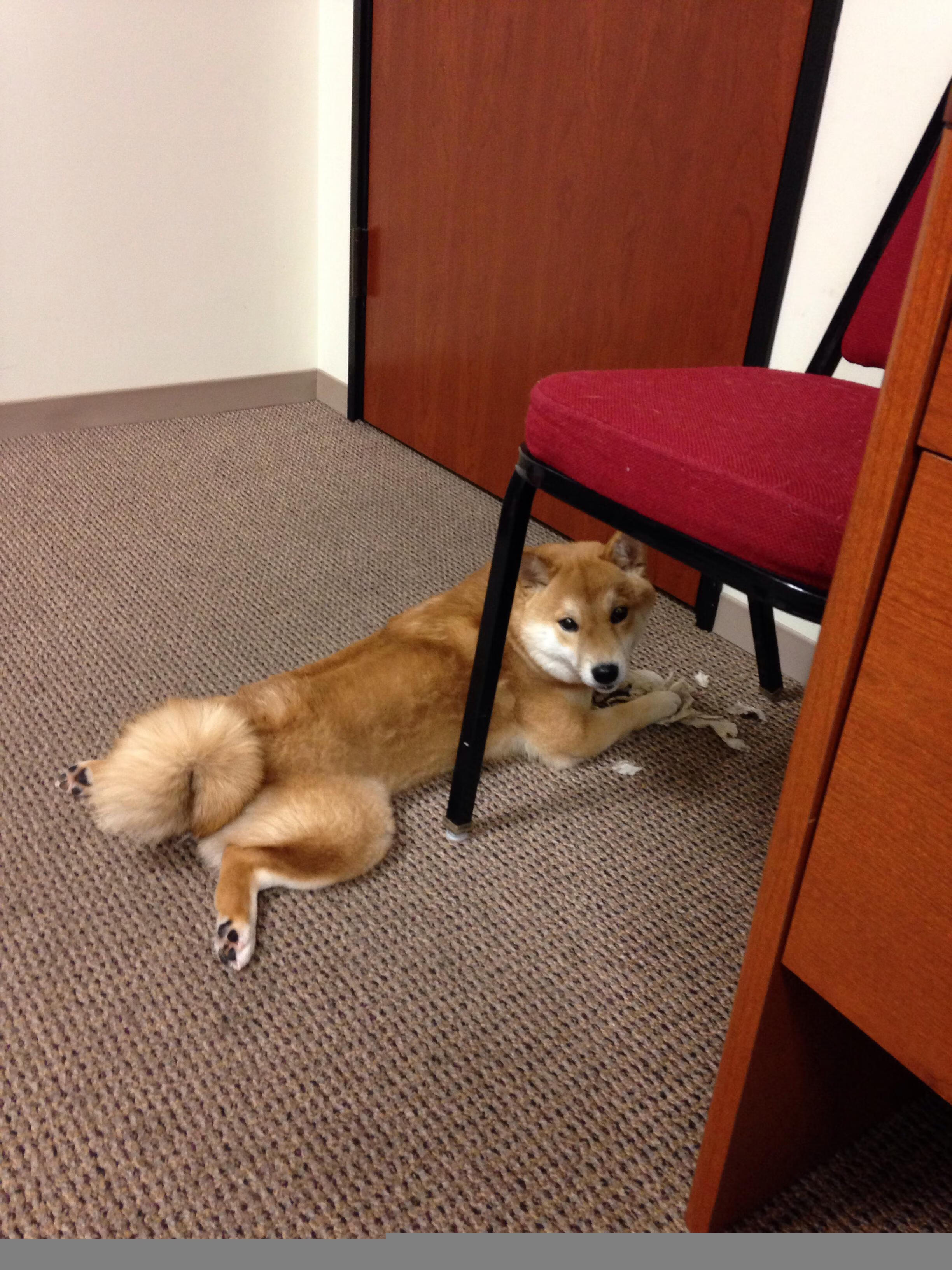 速度与智慧,当F1引擎轰鸣遇见洛杉矶战术博弈,现代体育的极致竞争哲学