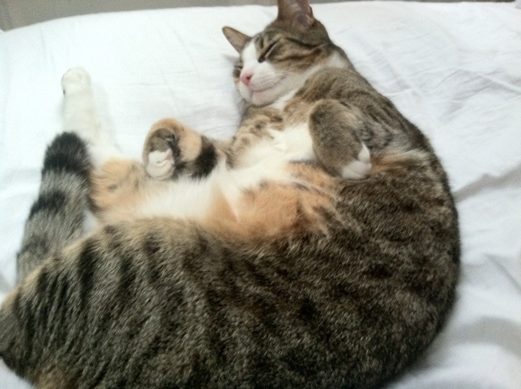 开云体育app-库里斩杀76人，一记三分定江山，国王主场捍卫荣耀