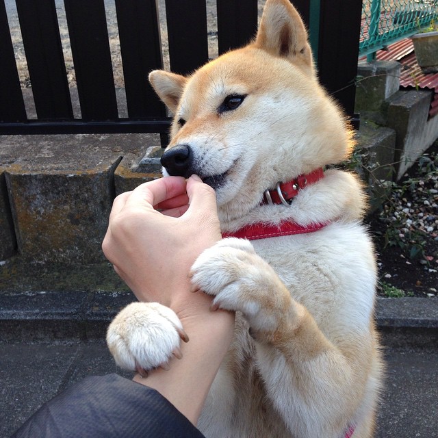 开云体育app-当黄黑军团掀翻红蓝王朝，迪巴拉德甲封神夜与足球的平行叙事