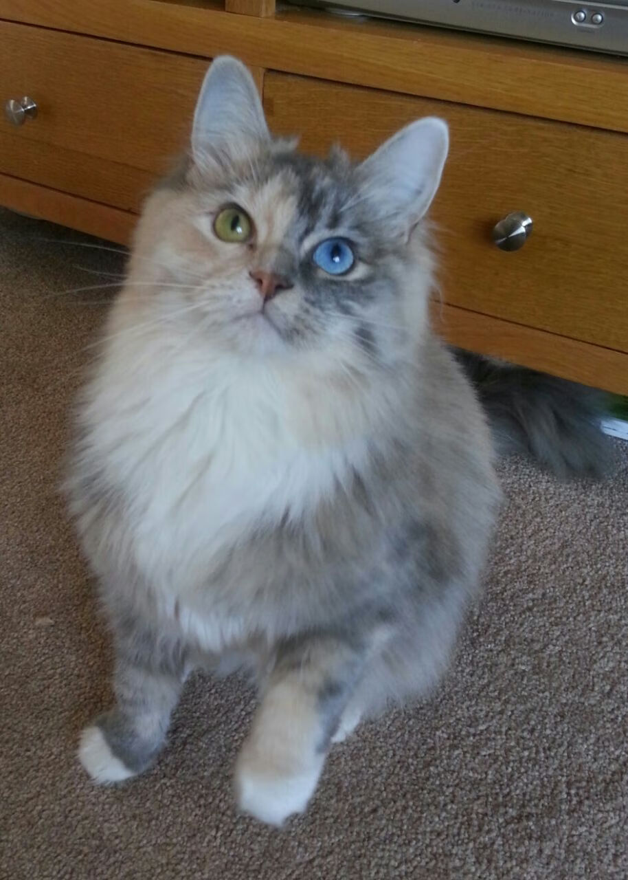 东方巨龙晋级战闪耀奥运赛场，南美魔术师迪巴拉关键战定乾坤