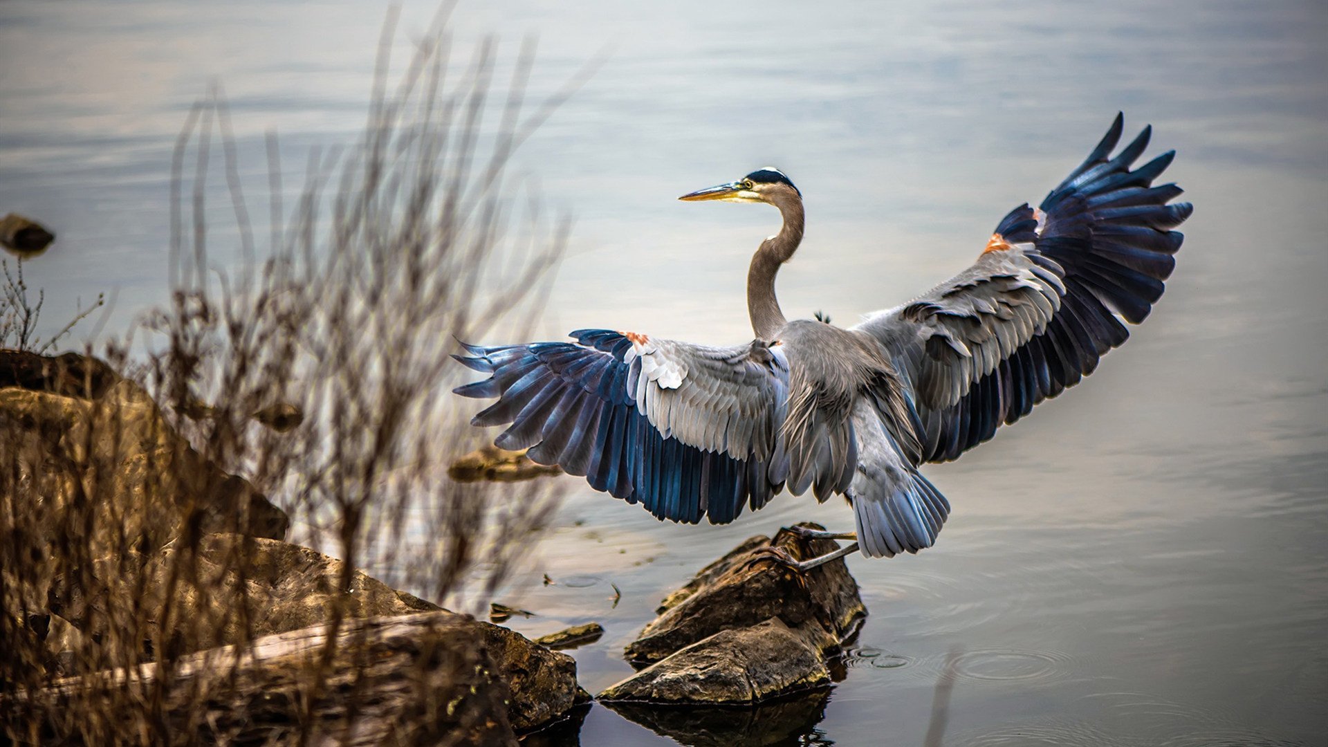 东契奇用魔法时间导演终场逆转，独行侠变戏法拿下老鹰