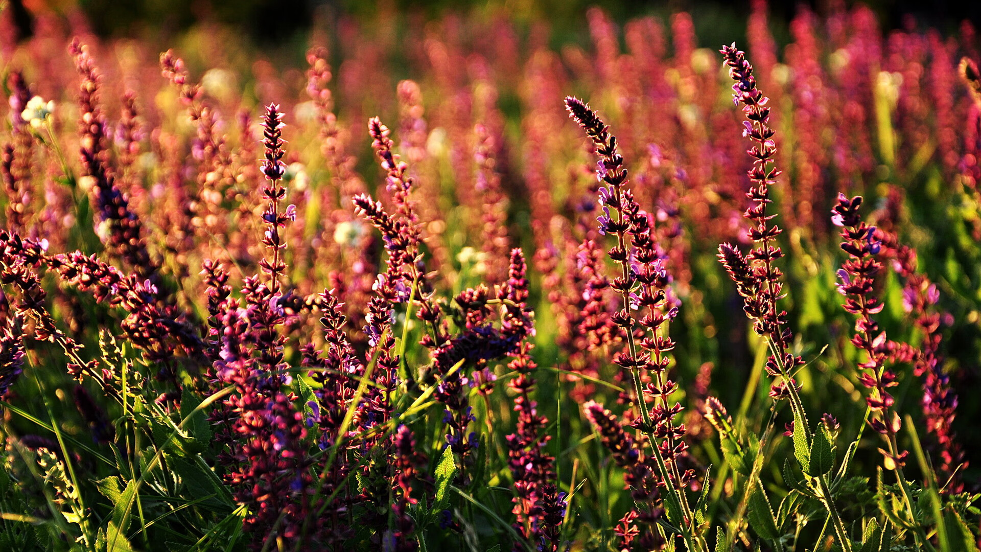 开云下载-莫兰特撕裂魔术防线，国王争冠战强势胜出