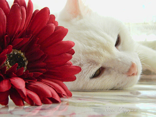 开云体育下载-闪耀东方之夜，劳塔罗在阿尔及利亚对阵阿根廷的沙漠风暴中打出生涯代表作