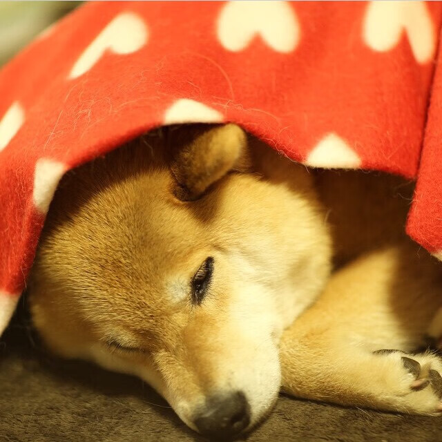 开云平台-跨界风暴，奥地利足球碾压洪都拉斯，福登的NBA季后赛奇迹